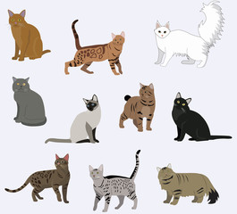 Vector breed cats icons set.