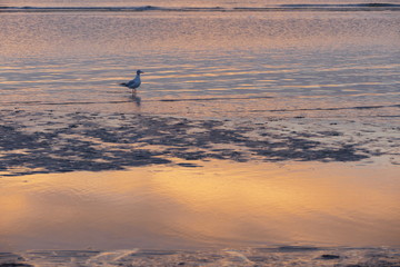 Alba Cesenatico 