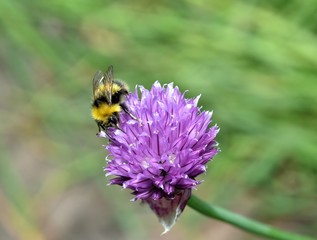 Bumble Bee