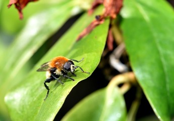 sunbathing Eristalis tenax