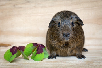 Kleines Meerschweinchen (Jungtier)