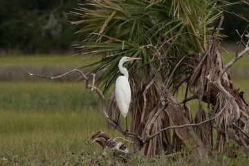 Crane on the Lookout