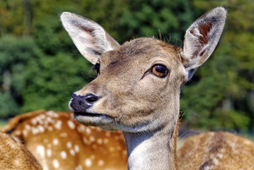 Reh Portrait