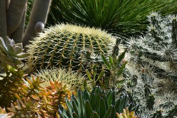 Echinocactus grusonii - Schiegermutterstuhl - Schwiegermuttersessel - Kaktus - Kakteen -...