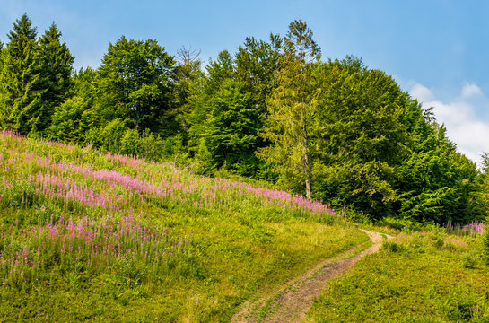 footpath through the meadow with purple flowers