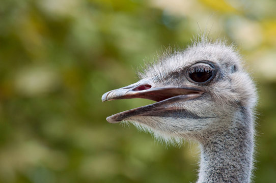 Ostrich head closeup