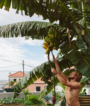 Man climbing a banana tree to harvest bananas