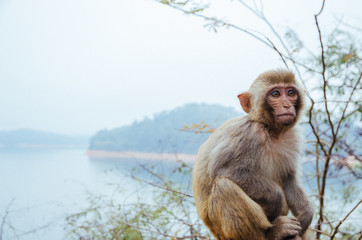 monkey in a island