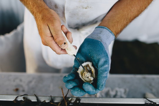 Man Scraping an Oyster