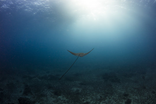 eagle ray with light ray