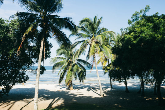 Palm Tree Beach