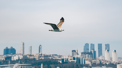 Fototapeta na wymiar Seagull in focus flying in front of Istanbul cityscape Turkey