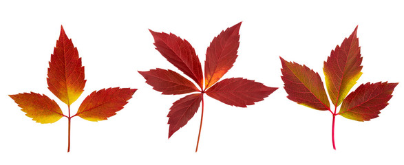 Set of Autumn Parthenocissus leaves isolated on a white