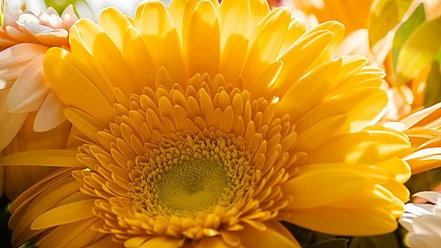 Gerbera flower close-up part 2