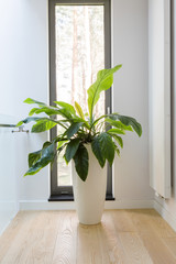Plants are essential in the interior