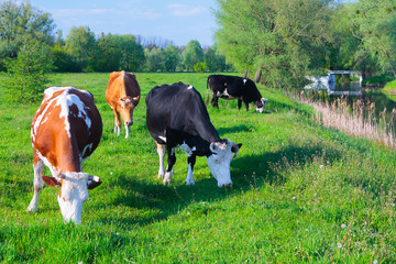 Milk cows grazing in a green grass field pasturage under blue sky on river bank. Springtime landscape. Concept theme: Agriculture. Nature. Climate. Ecology. Natural organic food. Farming.