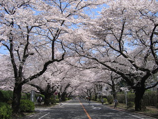 Obraz premium ICUの桜満開