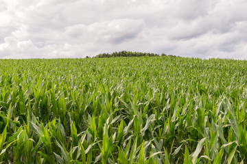 Landschaft im Bayerischen Wald mit Wiesen und Maisfeld, Deutschland
