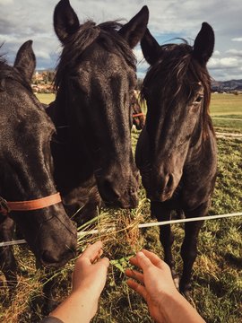 feeding time