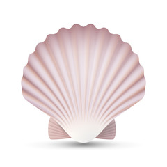 Scallop Seashell Vector. Ocean Mollusk Sea Shell Close Up. Isolated. Illustration © PikePicture