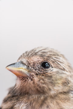 Detail of this cute Serin