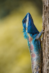 Chameleon on tree