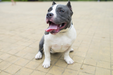 lovely bulldog outdoor