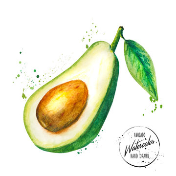 Green avocado painted watercolor. Hand drawn vegetable with splashes and drops of watercolor on white background. Vector illustration