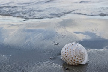 Beautiful white shell on dark sandy on the tropical beach with copy space background.