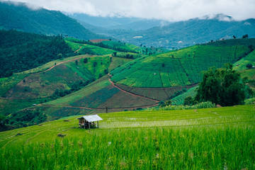 Rice fields in Chiangmai, Thailand