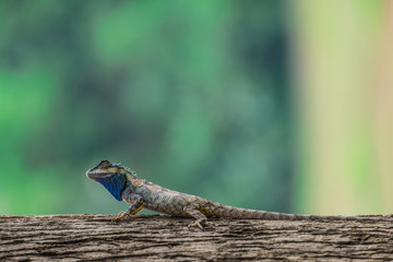 Chameleon on tree