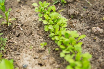 Radish sprouting in garden