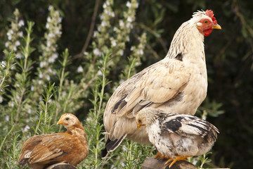 Chioccia con pulcini /Hen with chicks