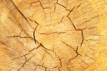 Texture of a saw cut of a log. The sawn tree and its year rings.