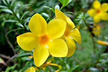 Fototapeta na wymiar Allamanda cathartica-Bougaville Yellow flowers Green leaf background