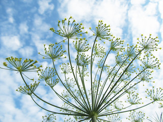 Inflorescence of dill.
