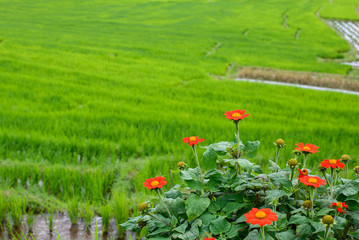 red flowers near the paddy field