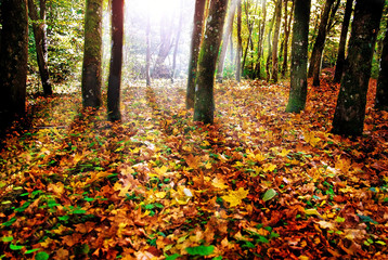 Herbstwald im Gegenlicht