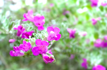 Fototapeta na wymiar Pink bougainvillaea flower is blooming, Green leaf background