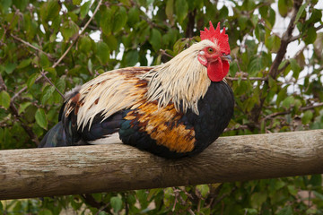 Gallo
Rooster