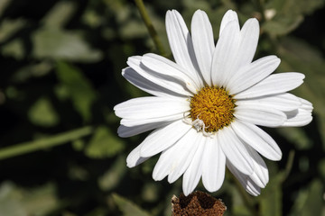 Fototapeta premium Head of white daisy flower with a white spider on it close-up