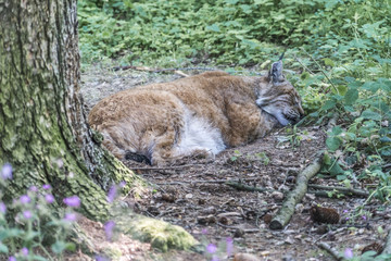 Eurasischer Luchs schläft ruhig auf dem Waldboden