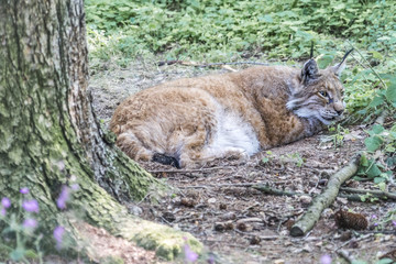 Eurasischer Luchs beobachtet sein Umfeld im Liegen