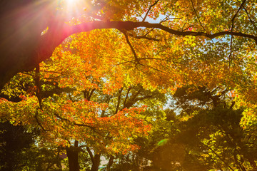 The maple and autumn leaves.The shooting location is Arisugawa Park in Minami Azabu, Minato-ku, Tokyo, Japan.
