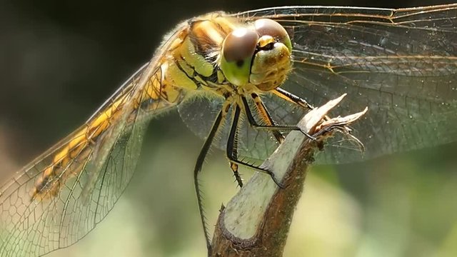 Dragonfly close on the twig. Odonata - the order of ancient antibiotic good flying insects. Odontologia behavior in nature. Entomology of the infraclass drewscriver.