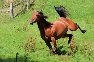 braunes quarter horse in bewegung