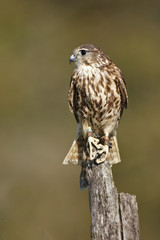 Merlin