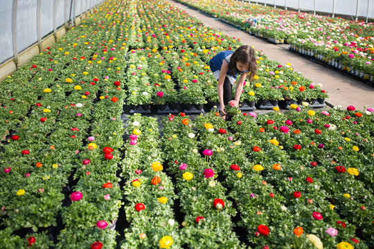 Girl choosing plant in greenhouse