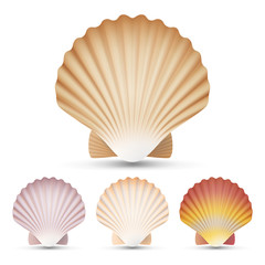 Scallop Seashell Set Vector. Exotic Souvenir Scallops Shell Isolated On White Background Illustration