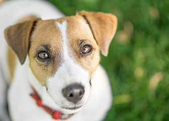 A cute dog Jack Russell Terrier with smart looking eyes outdoor at summer day